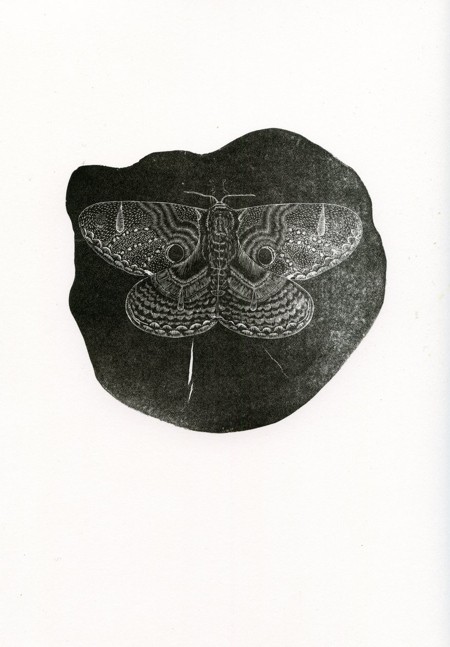 Papillon de nuit, 2016 - Bella Larsson