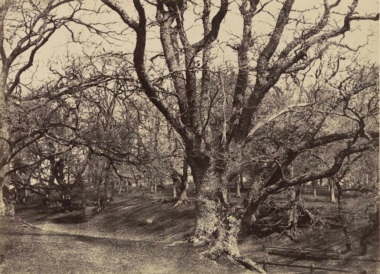 Pepperharrow Park, Surrey - Benjamin Brecknell Turner