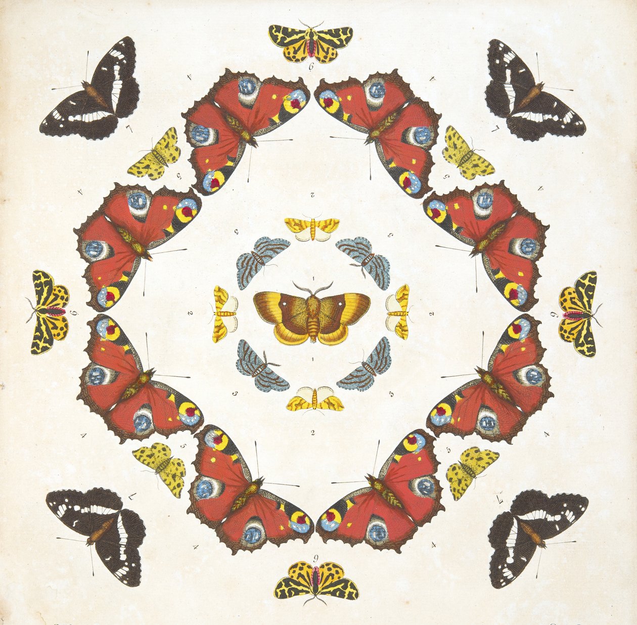 Détail (Planche 1), de A Rare Depiction of Butterflies and Moths, pub. 1764 - Benjamin Wilkes
