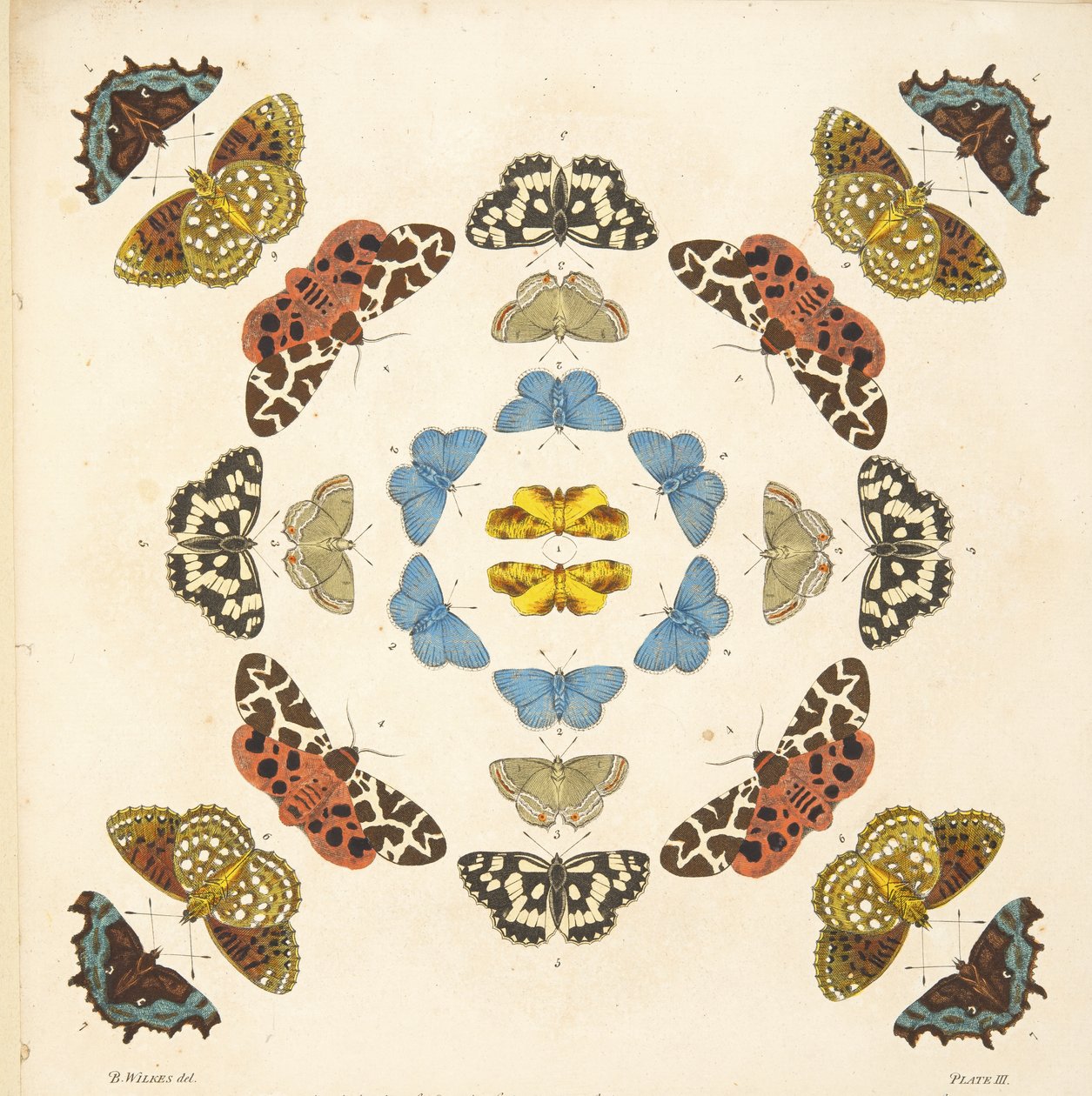 Détail (Planche III), de A Rare Depiction of Butterflies and Moths, pub. 1764 - Benjamin Wilkes