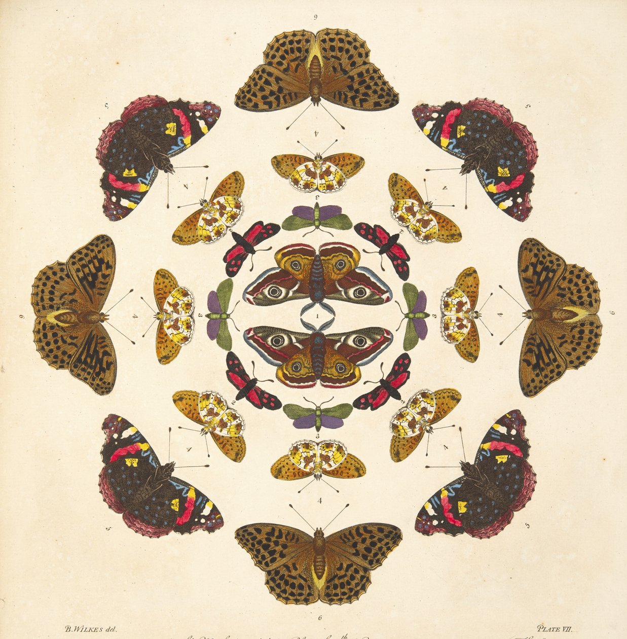 Détail (Planche VII), de A Rare Depiction of Butterflies and Moths, pub. 1764 - Benjamin Wilkes
