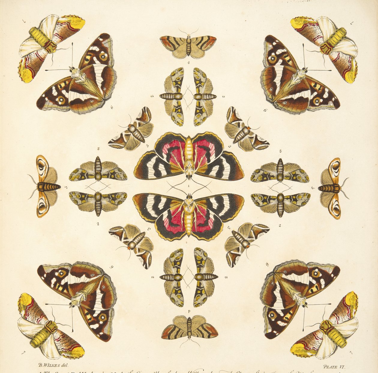 Détail (Planche VI), de A Rare Depiction of Butterflies and Moths, pub. 1764 - Benjamin Wilkes