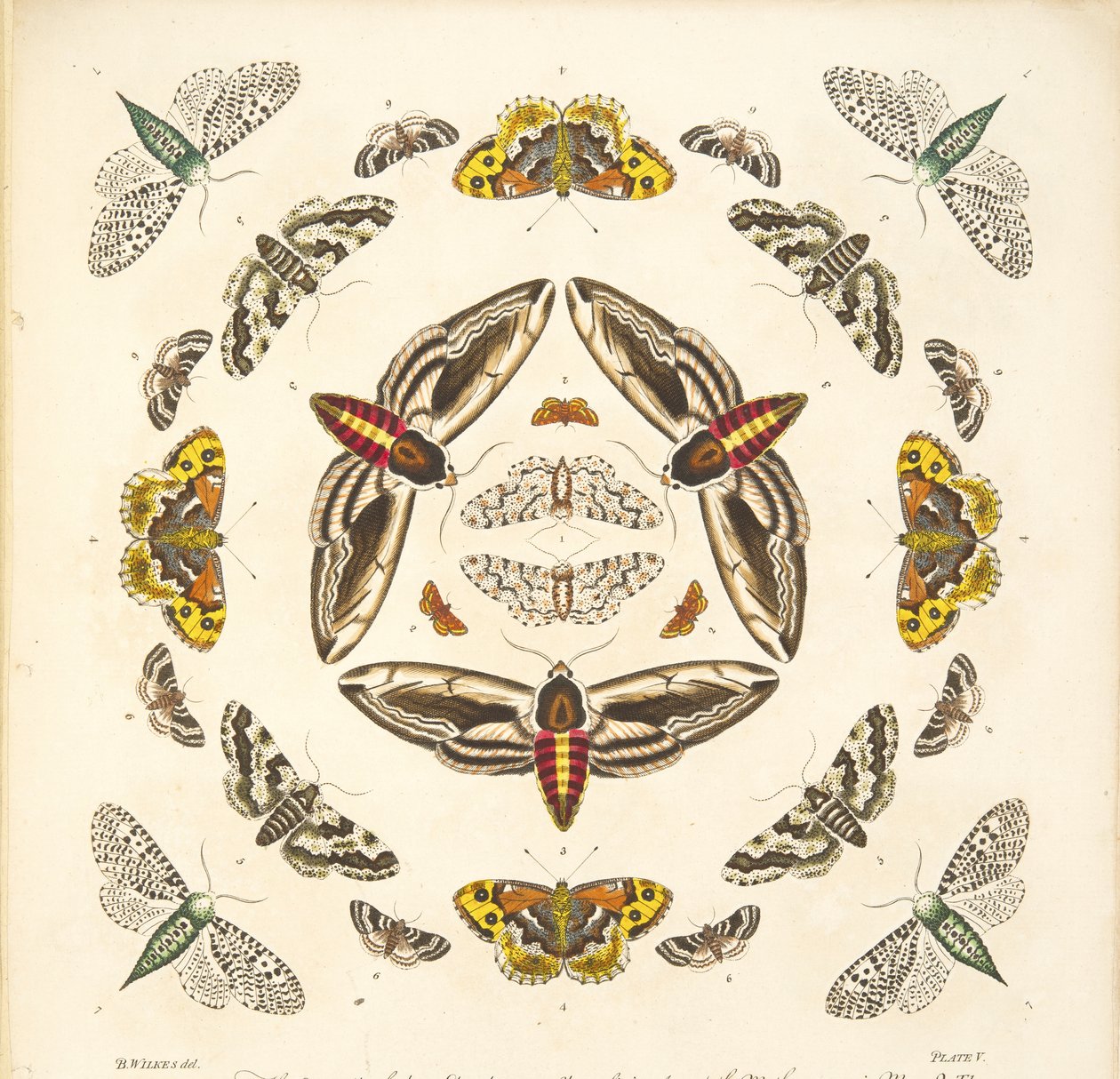 Détail (Planche V), de A Rare Depiction of Butterflies and Moths, pub. 1764 - Benjamin Wilkes