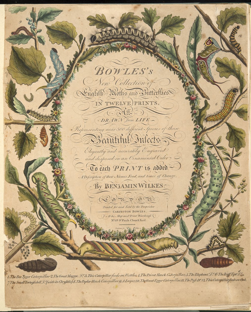Frontispice, de A Rare Depiction of Butterflies and Moths, pub. 1764 - Benjamin Wilkes