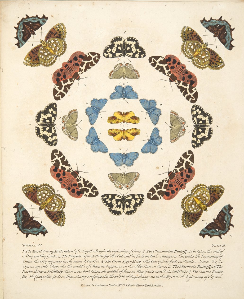 Planche III, de A Rare Depiction of Butterflies and Moths, pub. 1764 - Benjamin Wilkes