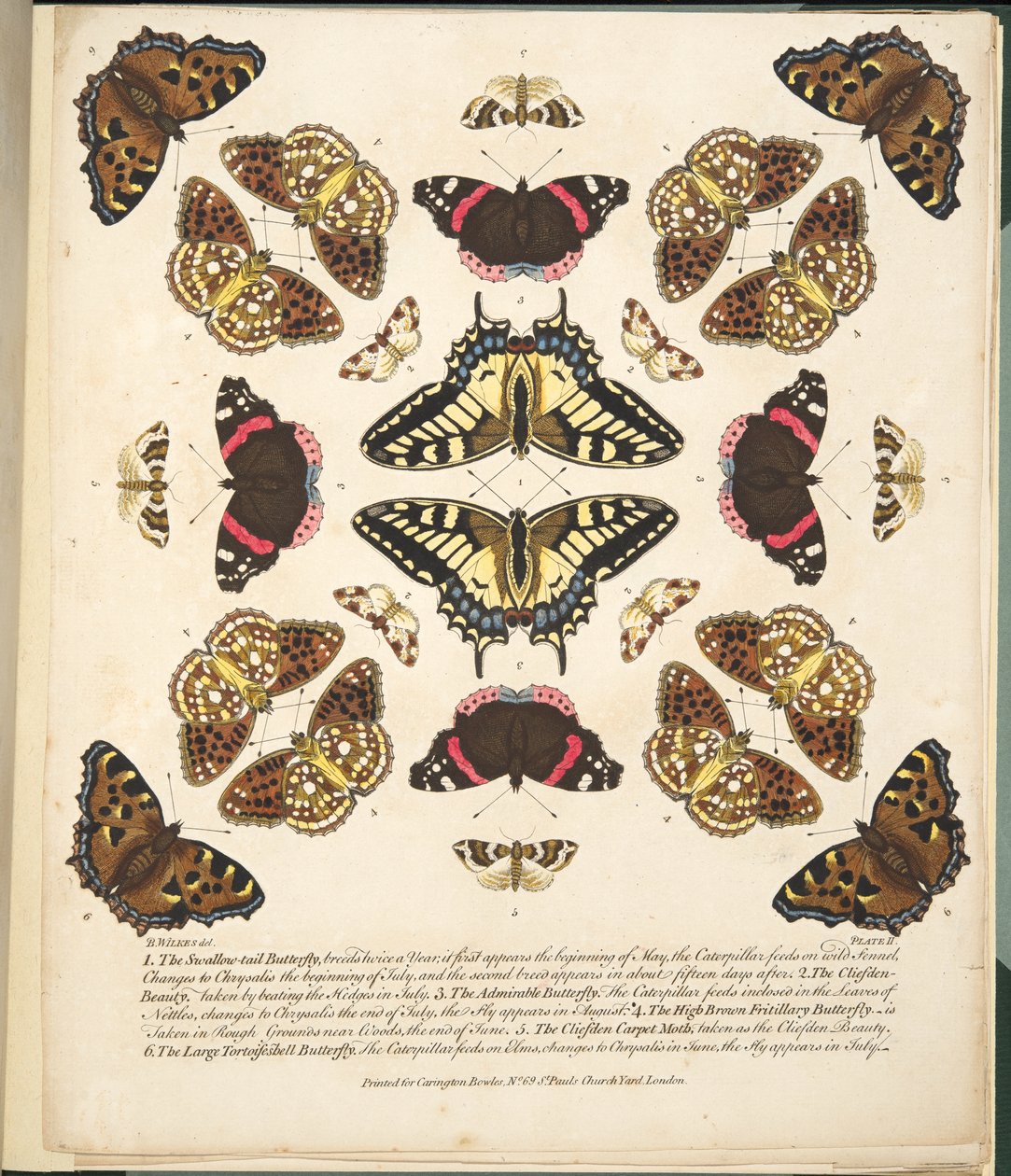 Planche II, de A Rare Depiction of Butterflies and Moths, pub. 1764 - Benjamin Wilkes