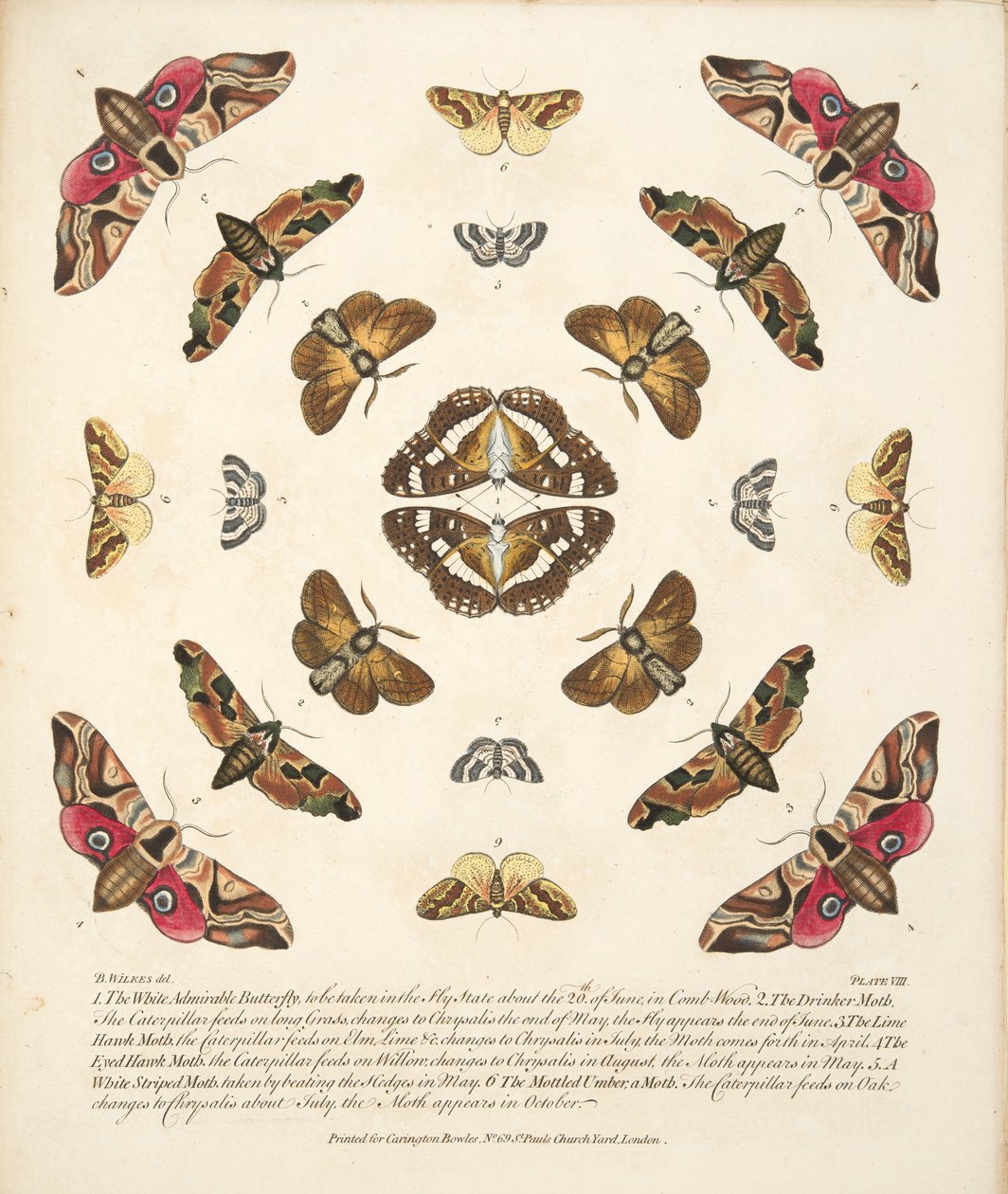 Planche VIII, de A Rare Depiction of Butterflies and Moths, pub. 1764 - Benjamin Wilkes