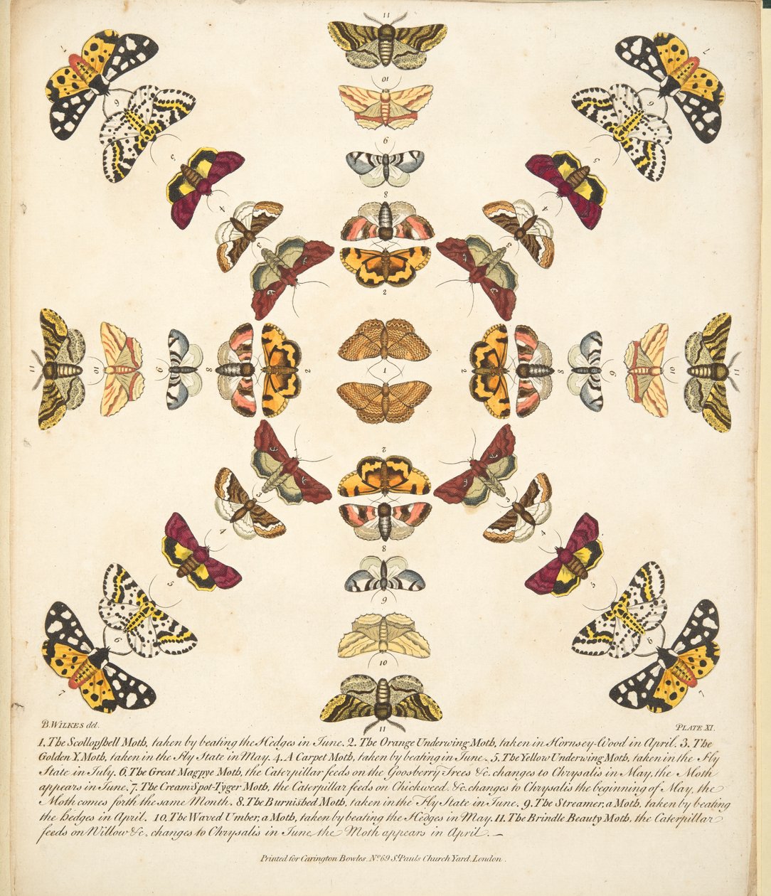 Planche XI, de A Rare Depiction of Butterflies and Moths, pub. 1764 - Benjamin Wilkes