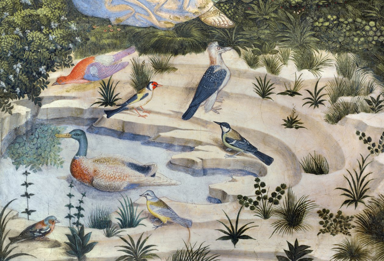 Oiseaux autour d