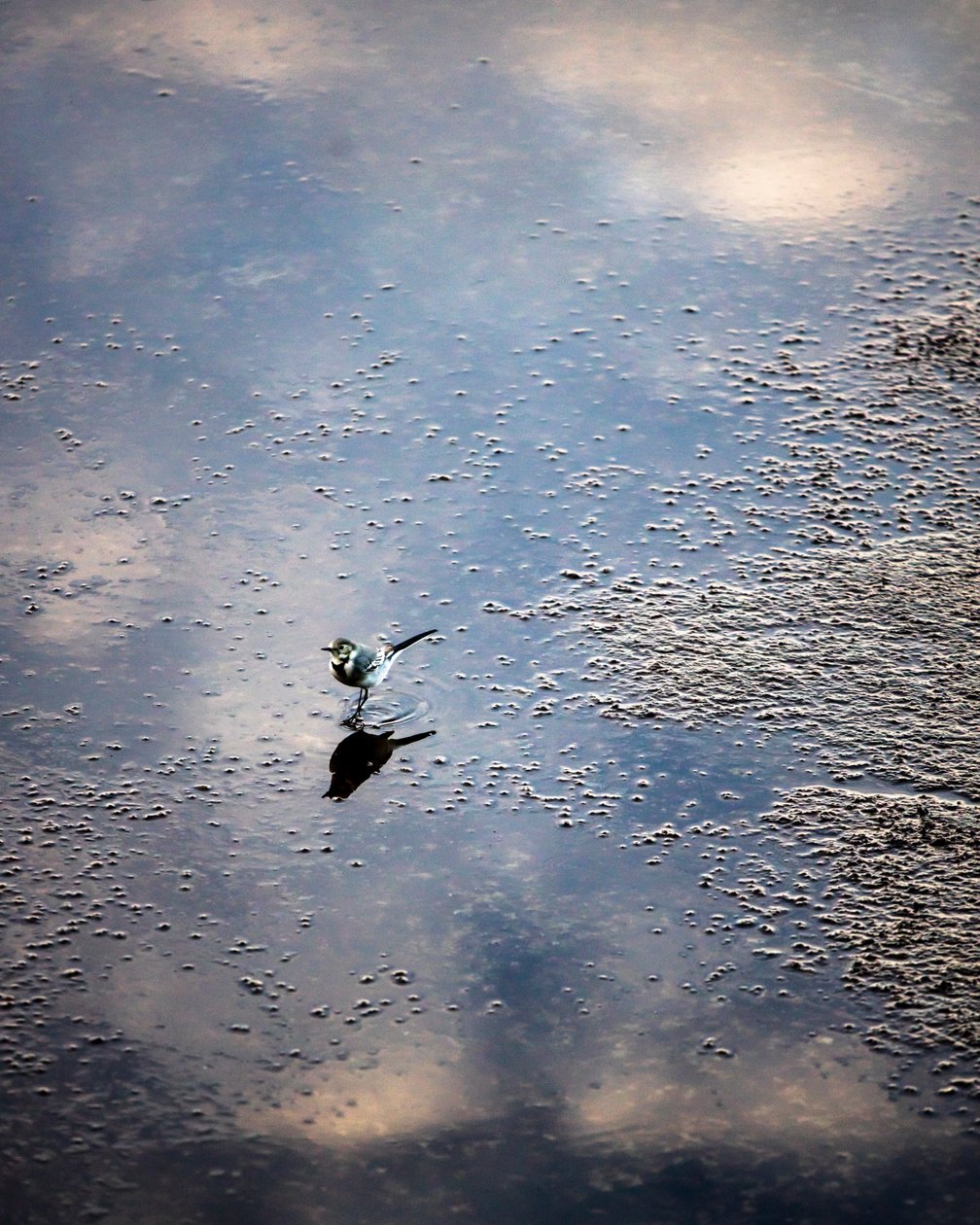 Bird on the Garonne river in Toulouse, Haute-Garonne (photo) - Bernard Bonnefon