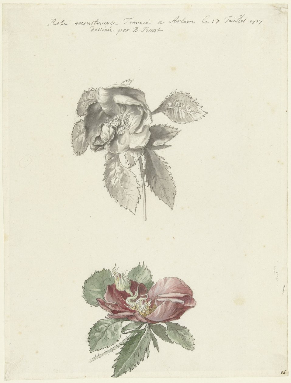 Feuille d