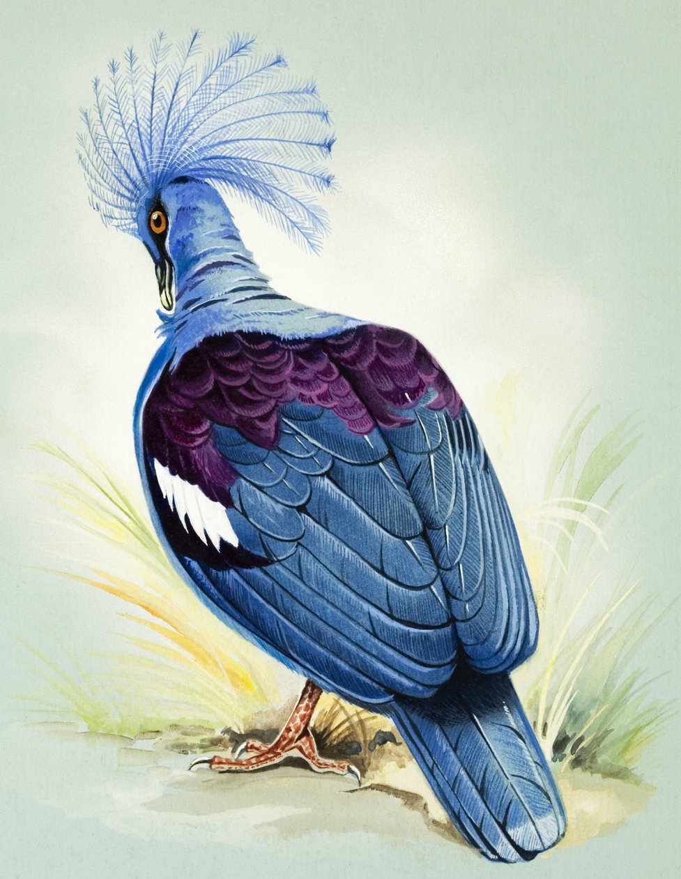 Pigeon couronné (gouache sur papier) - Bert Illoss