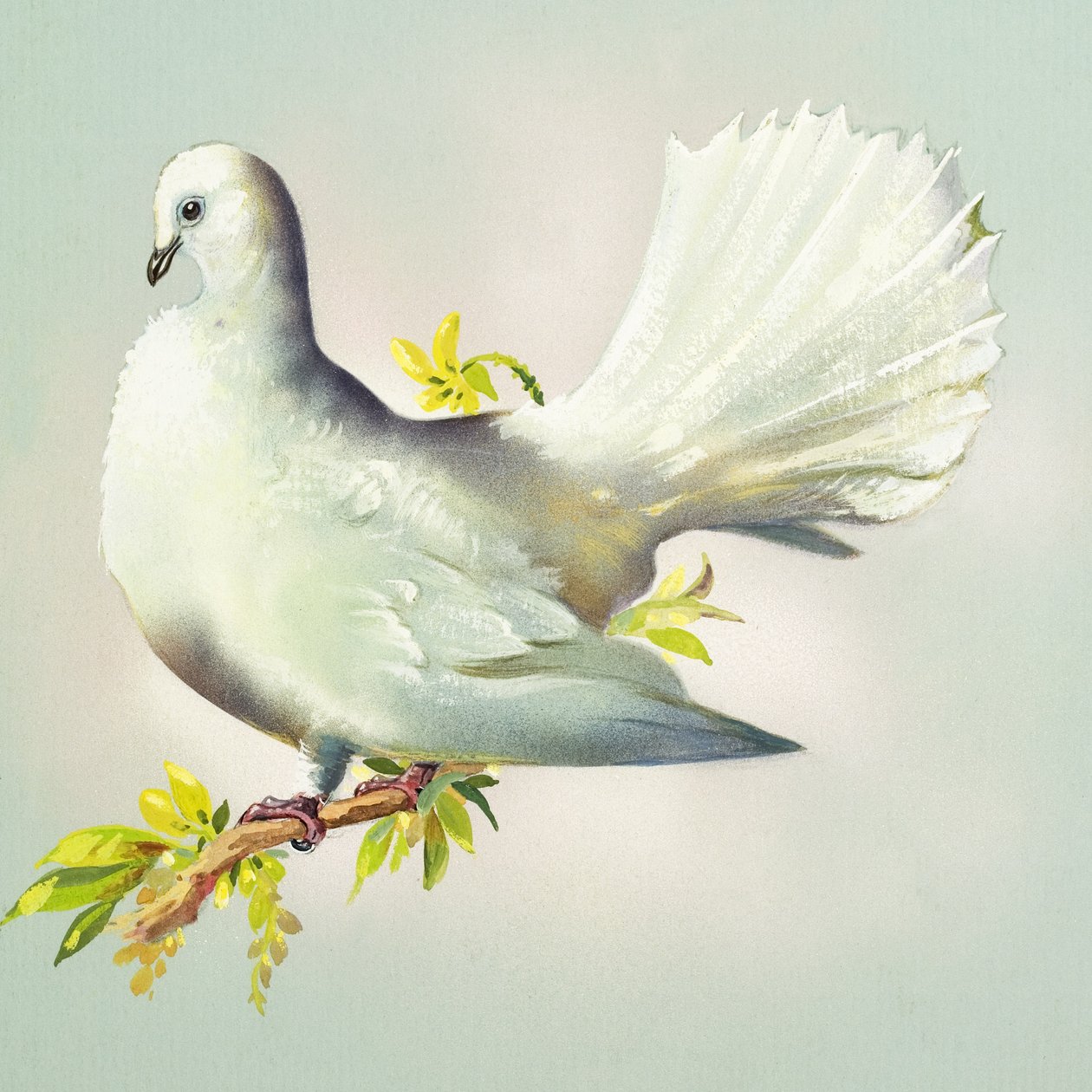 Pigeon biset (gouache sur papier) - Bert Illoss