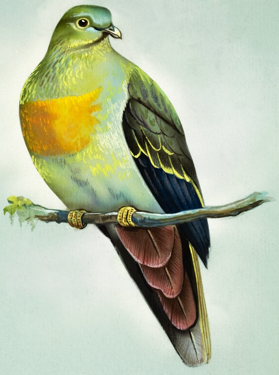 Grand pigeon vert (gouache sur papier) - Bert Illoss