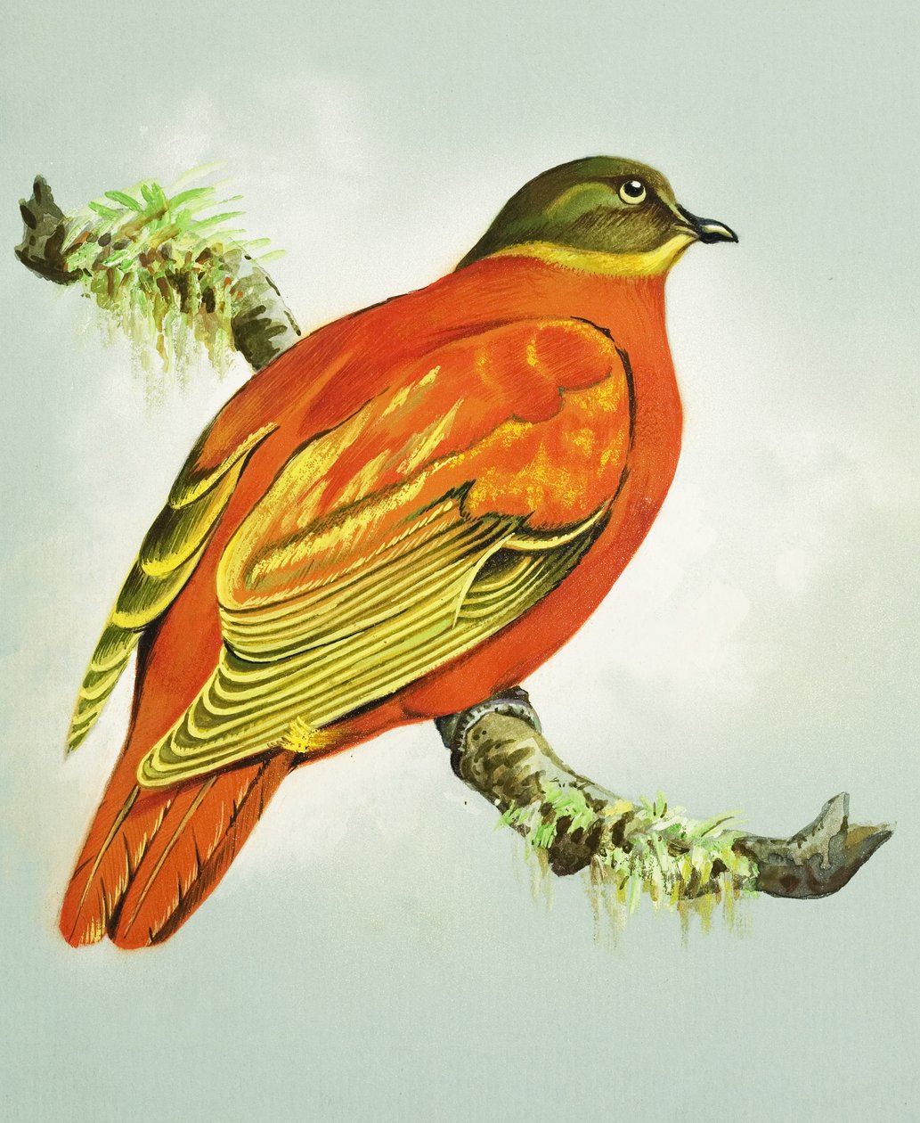 Colombe orange (gouache sur papier) - Bert Illoss