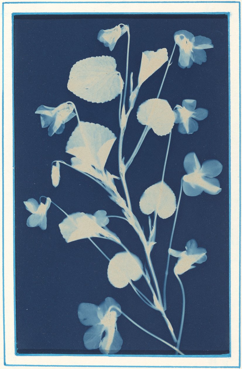 Sans titre, c. 1900 - Bertha Evelyn Jacques