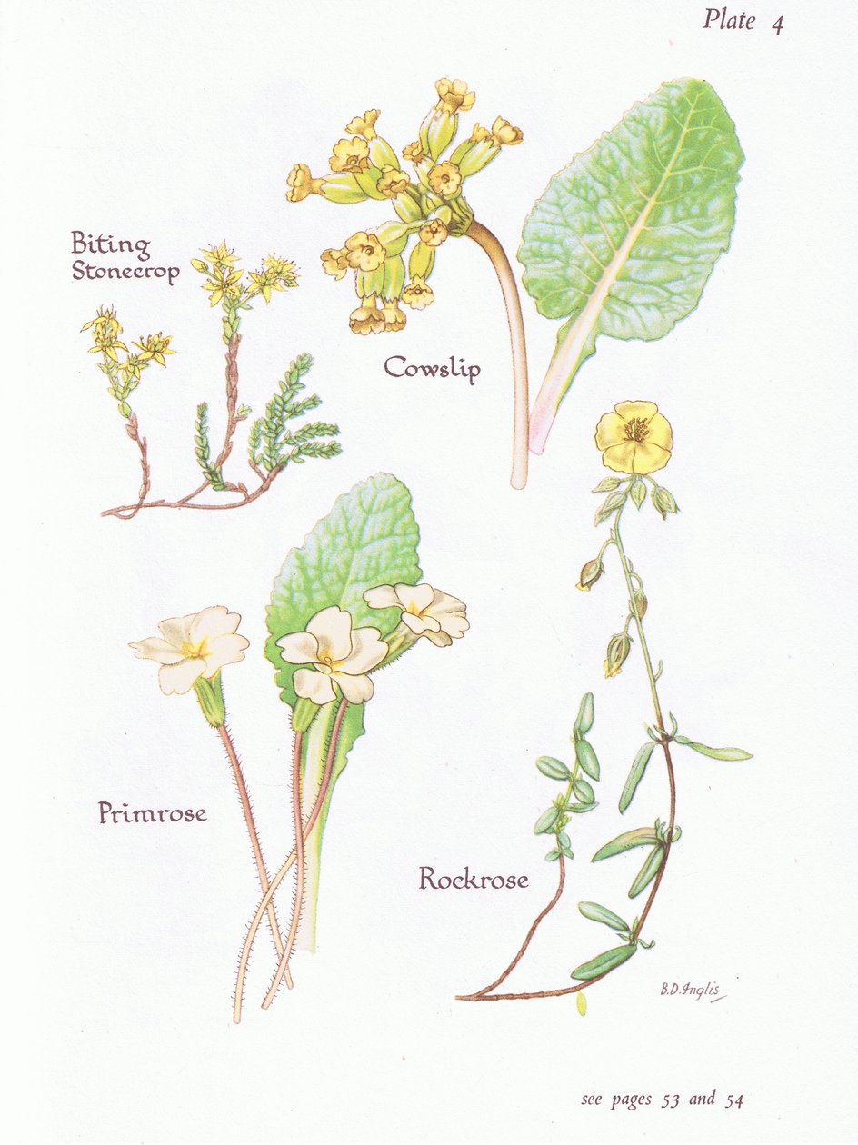 Orpin âcre, Primevère officinale, Hélianthème, Primevère, 1951 - Bessie D. Inglis