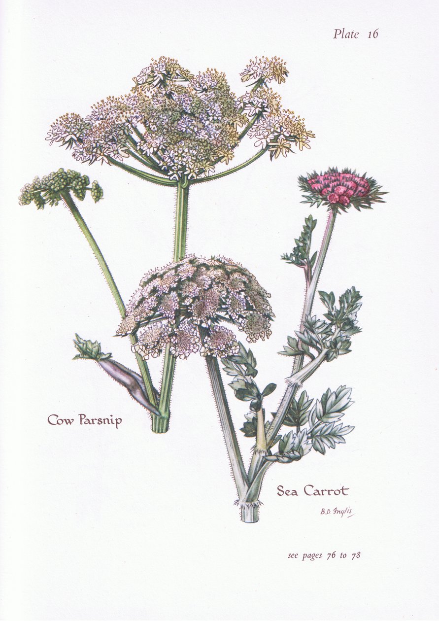 Berce commune, Carotte de mer, 1951 - Bessie D. Inglis