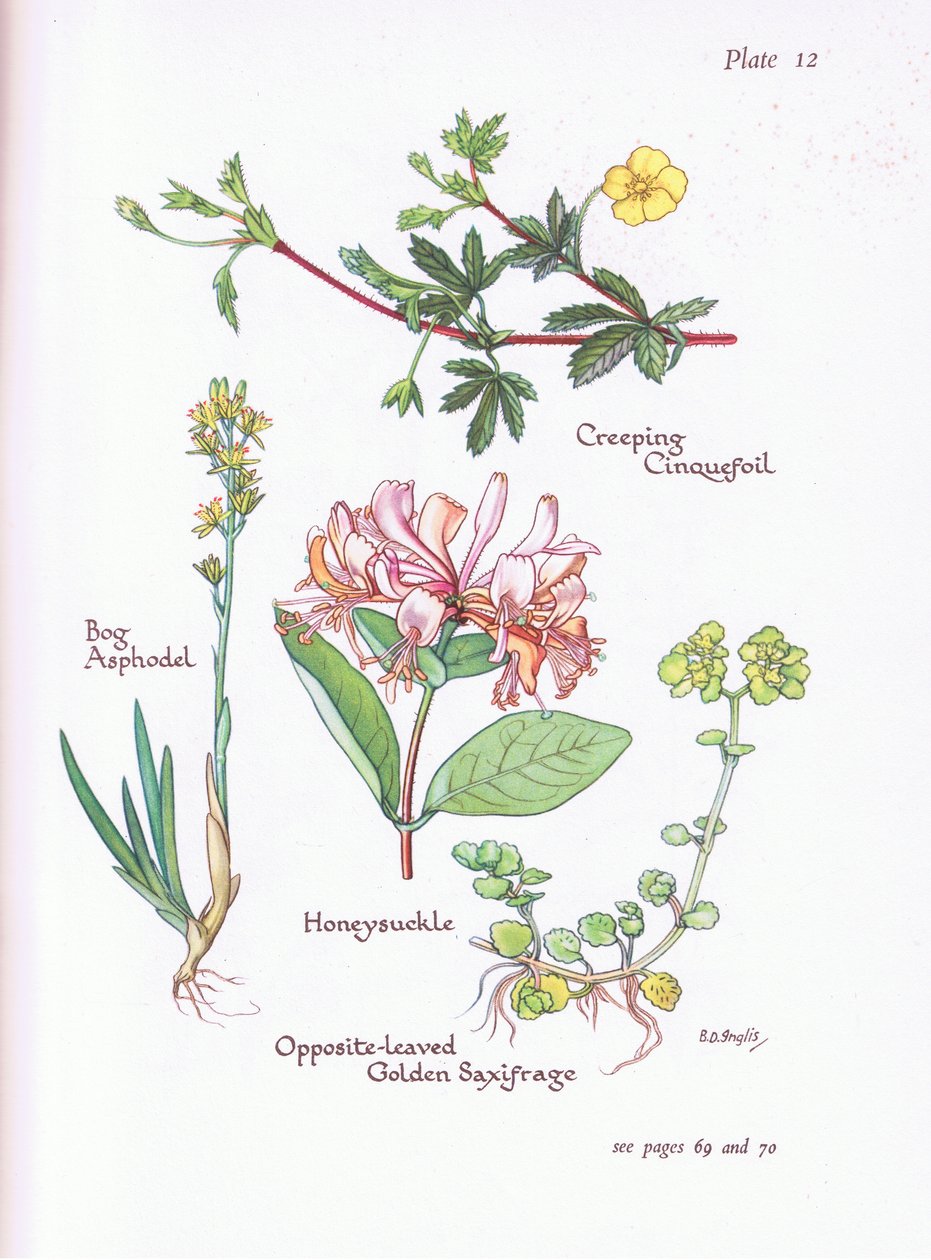Potentille rampante, Narthecium, Chèvrefeuille, Saxifrage opposée, 1951 - Bessie D. Inglis