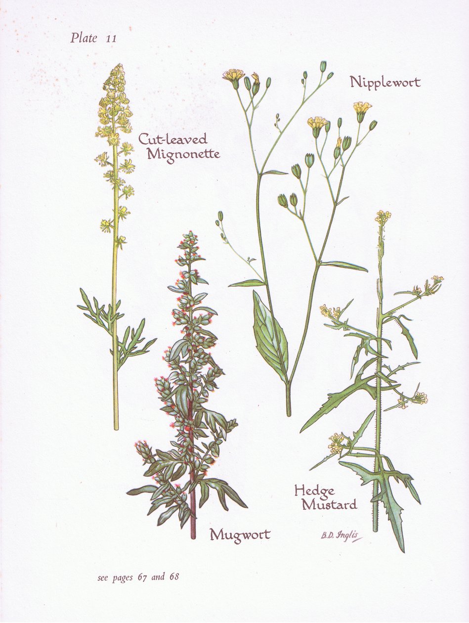 Réséda à feuilles de capillaire, Armoise, Laiteron, Moutarde des haies, 1951 - Bessie D. Inglis