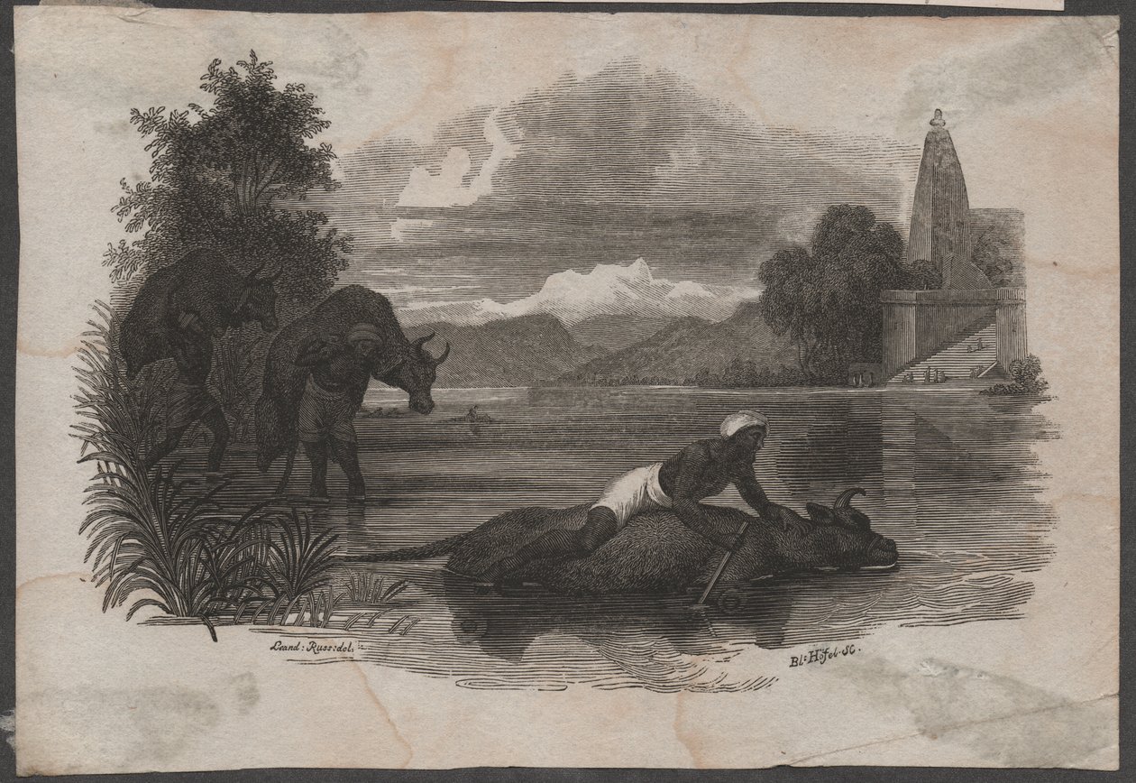 Les fermiers transportent du bétail mort, vers 1850 (gravure) - Blasius Höfel
