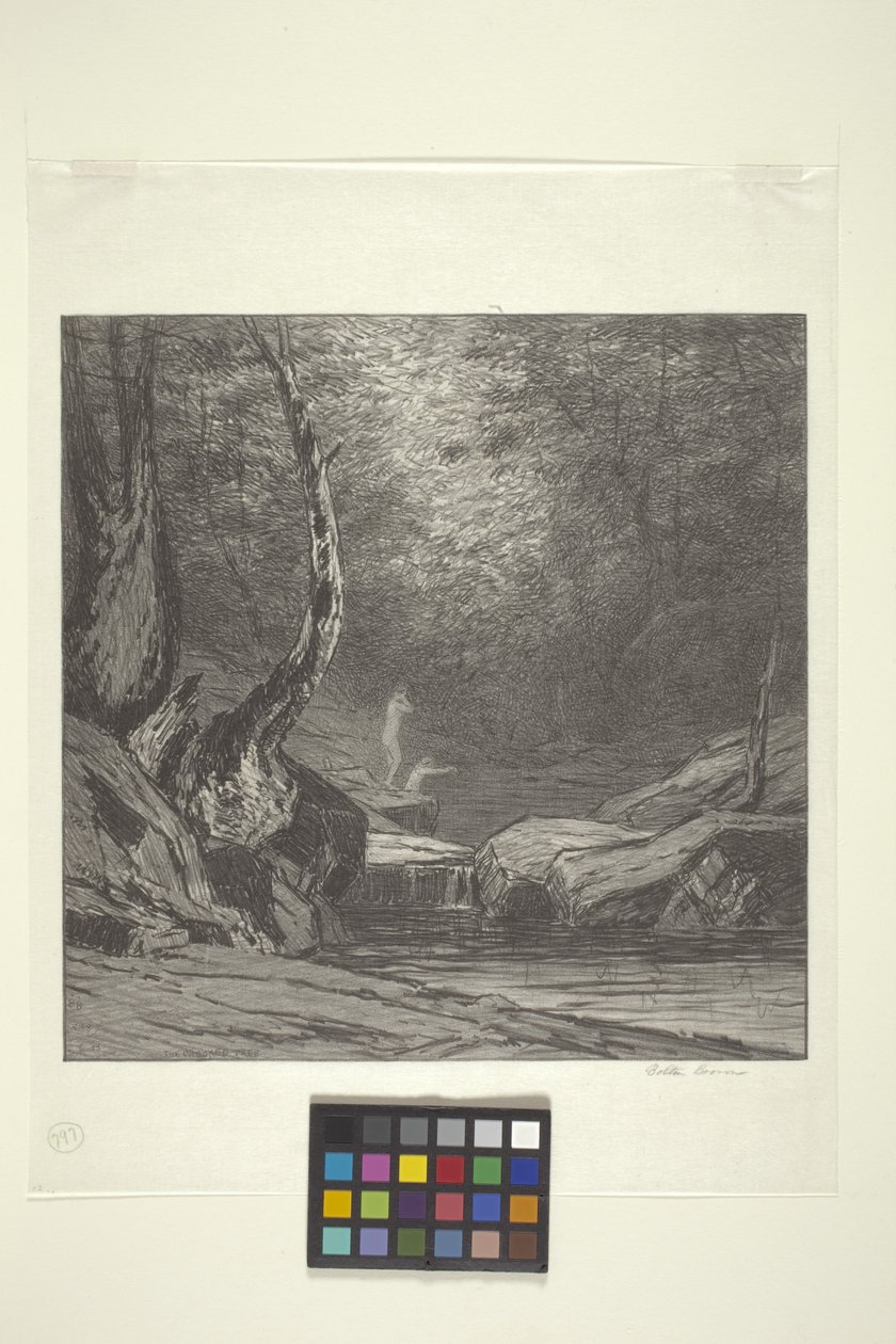 Arbre tordu - Bolton Coit Brown
