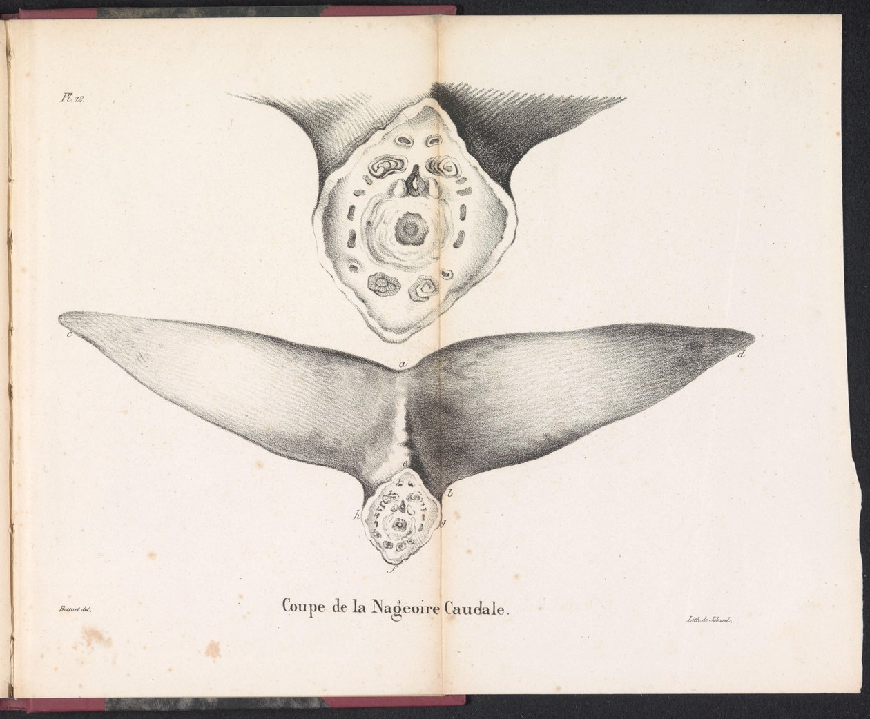 Coupe de la nageoire caudale - Bossuet