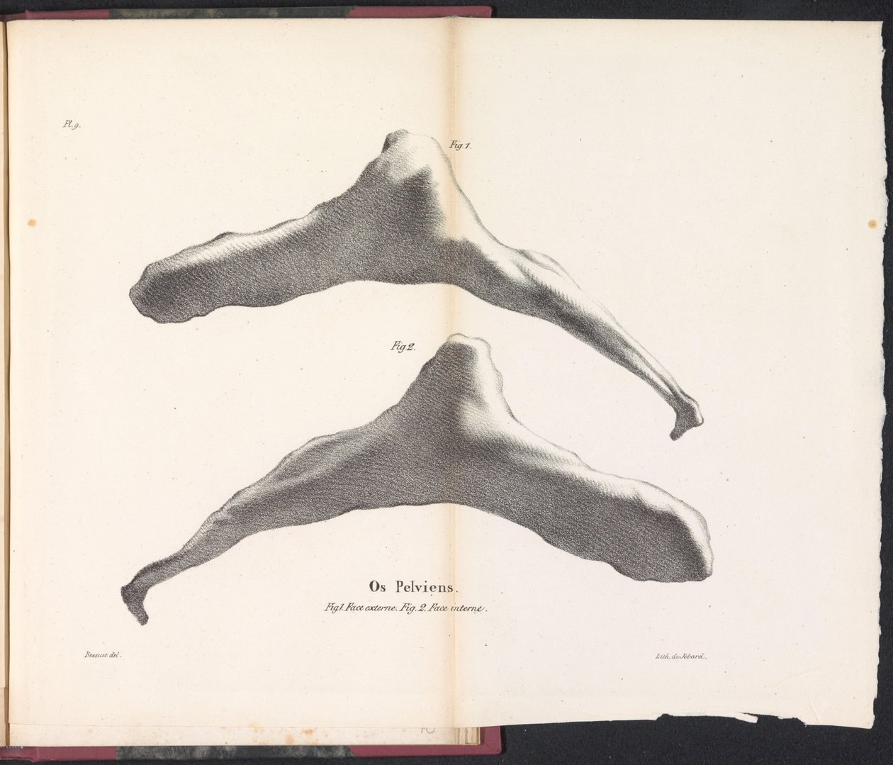 Os pelvien de la baleine, 1827 - Bossuet