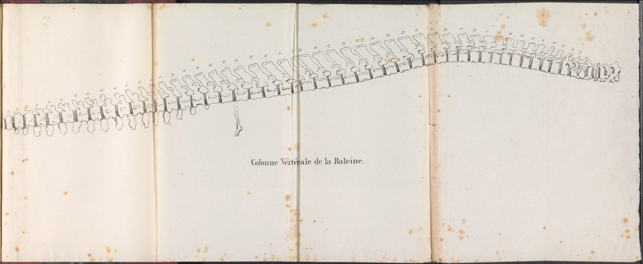 Colonne vertébrale de la baleine, 1827 - Bossuet