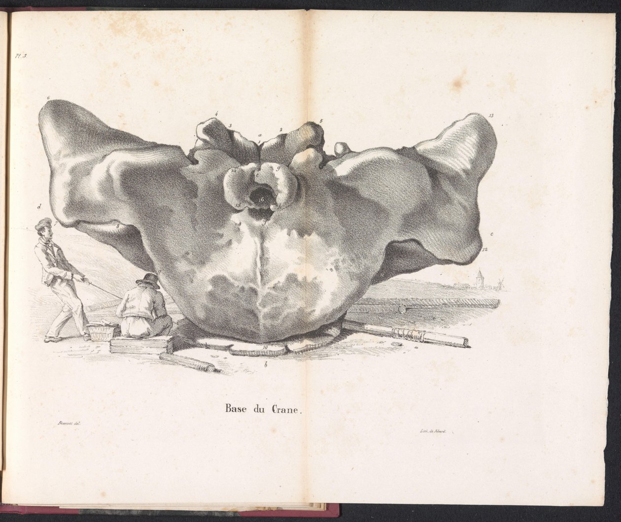 Crâne de la baleine, 1827 - Bossuet