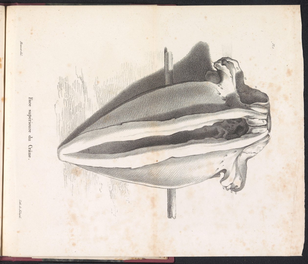 Crâne de la baleine, 1827 - Bossuet