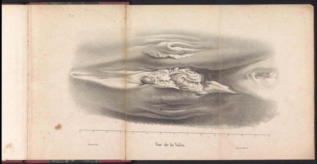 Organes génitaux féminins de la baleine, 1827 - Bossuet