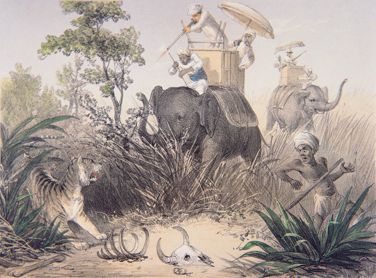 Éléphants roulant du bois - British Photographer