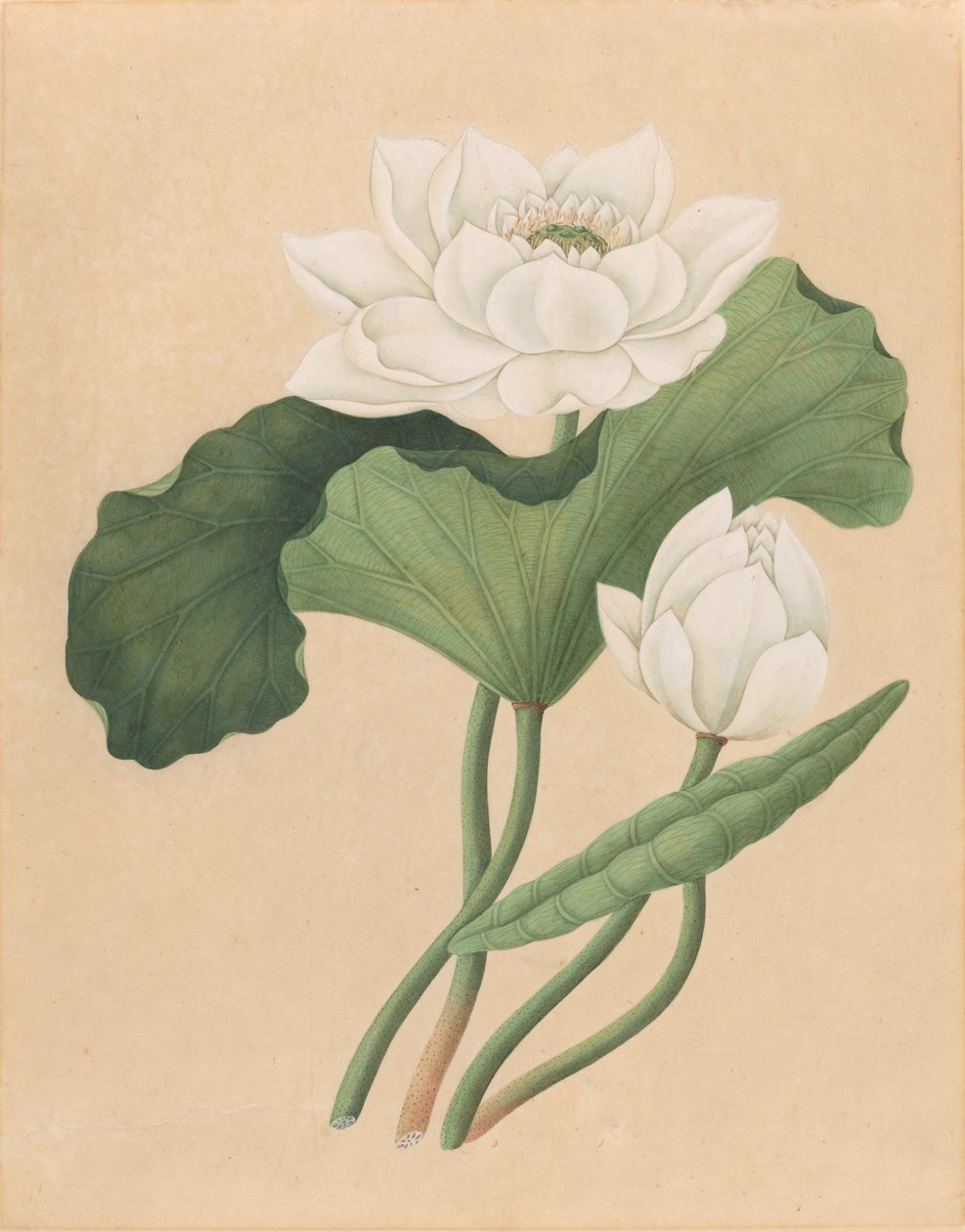 Lotus indien (Nelumbo nucifera) - British 19th Century