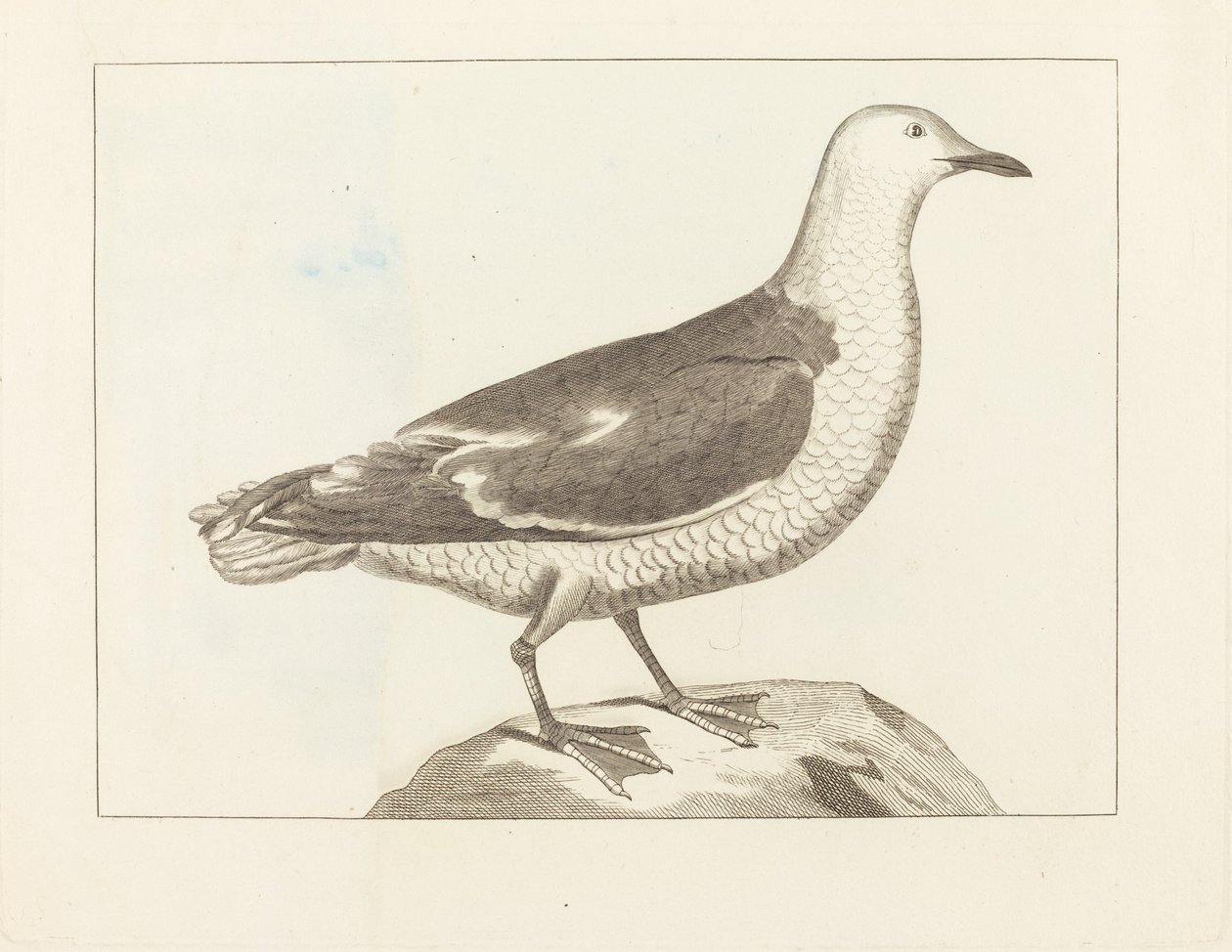 Oiseau aquatique - British 19th Century