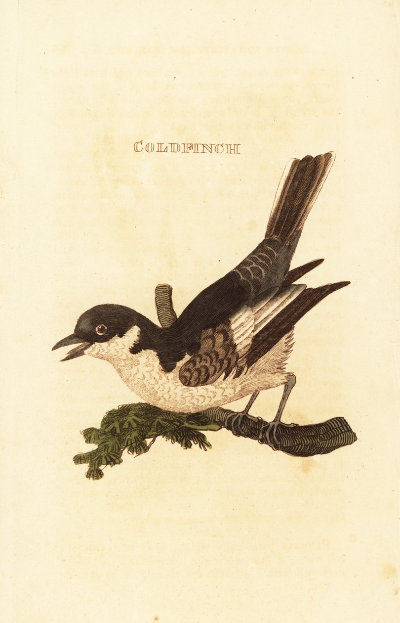 Bergeronnette grise, Motacilla alba - British School