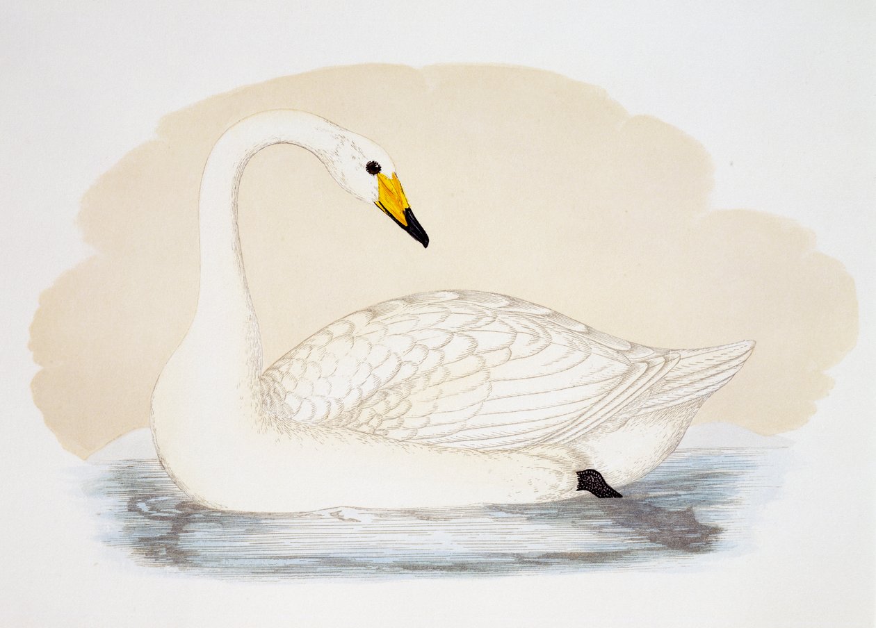 Cygne sauvage (Cygnus cygnus), gravure - British School