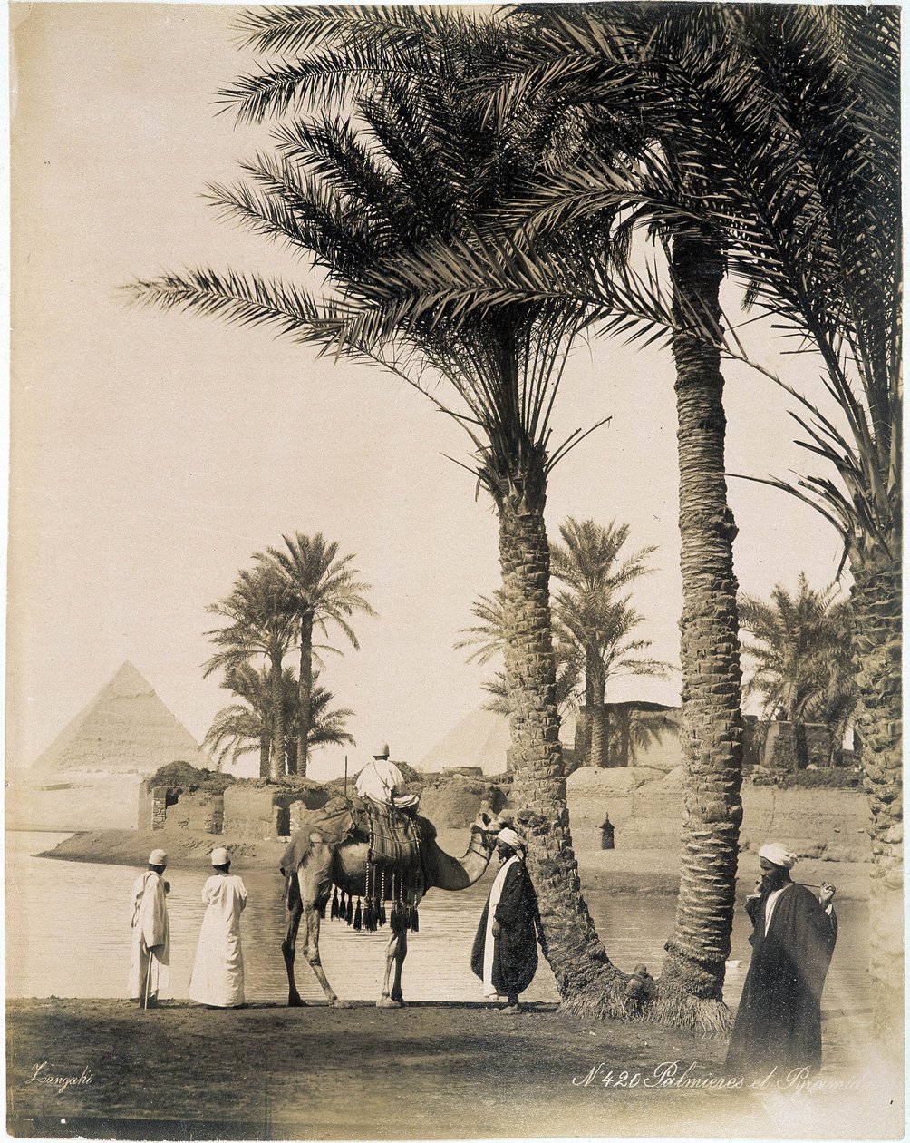 Palmeraie au pied des pyramides d