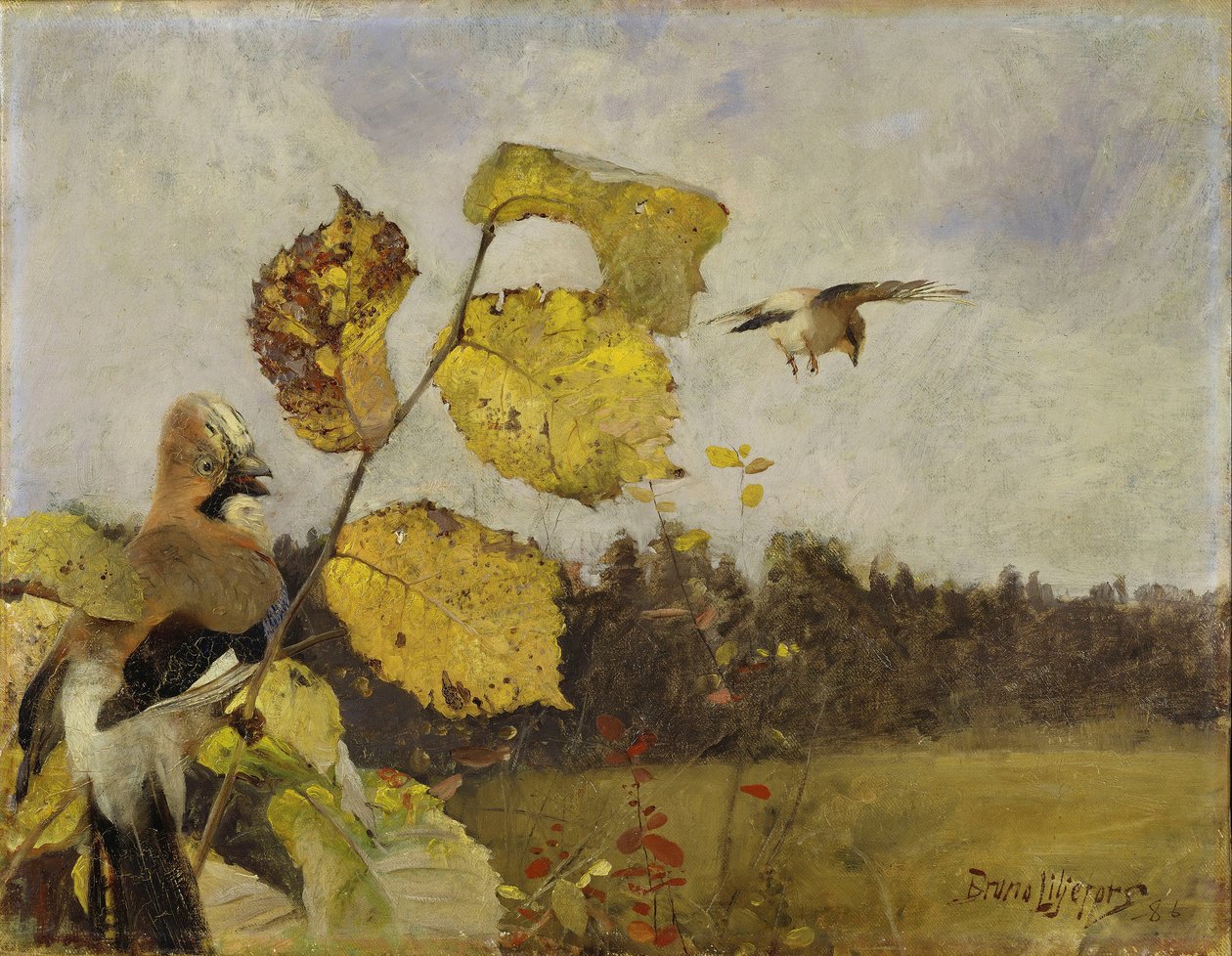 Geais - Bruno Andreas Liljefors