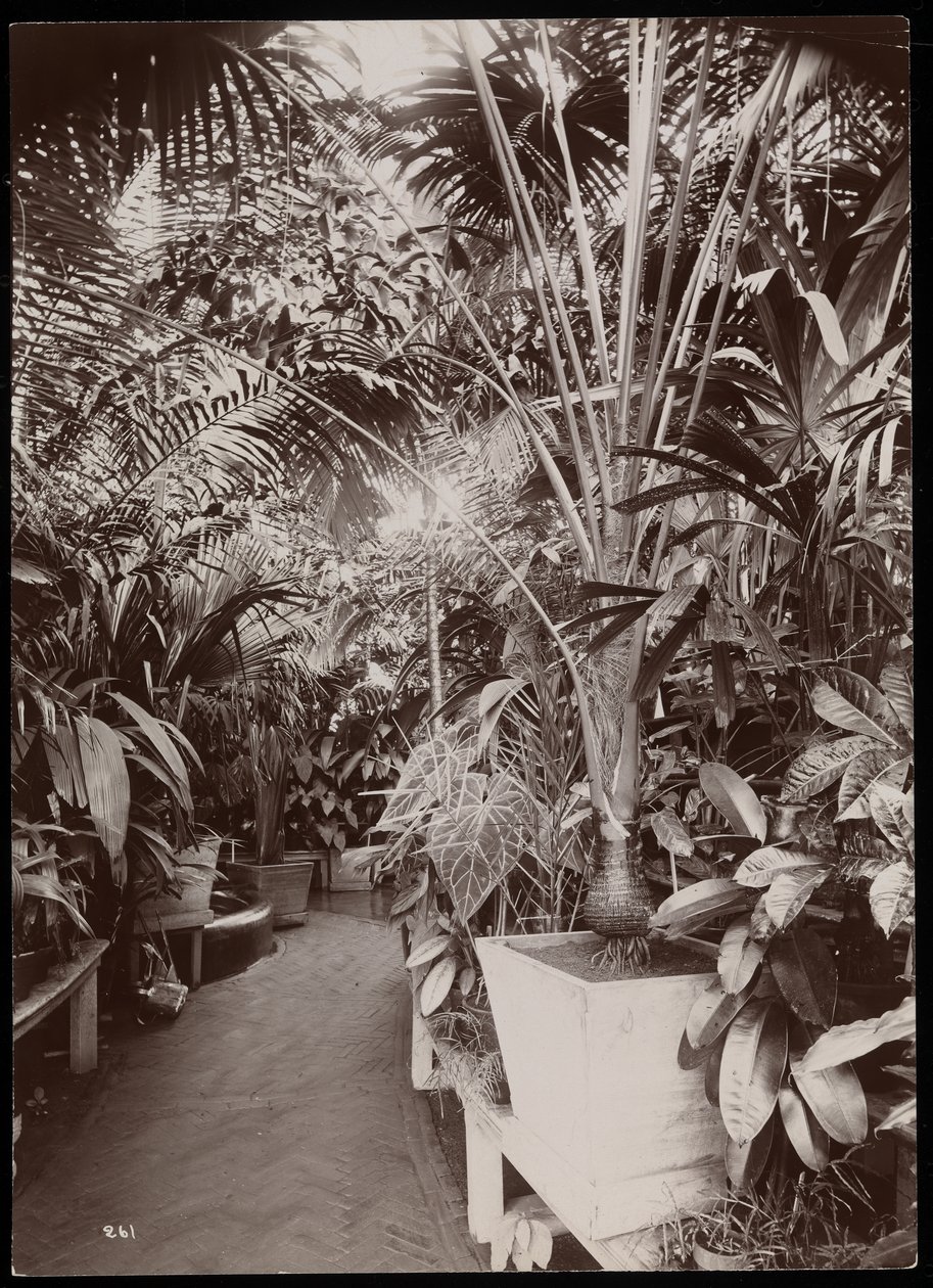 Plantes dans une serre au domaine de Helen Gould (ancienne résidence de Jay Gould) à Tarrytown, New York, 1894 - Byron Company