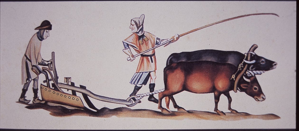 Hommes médiévaux labourant avec des bœufs, d