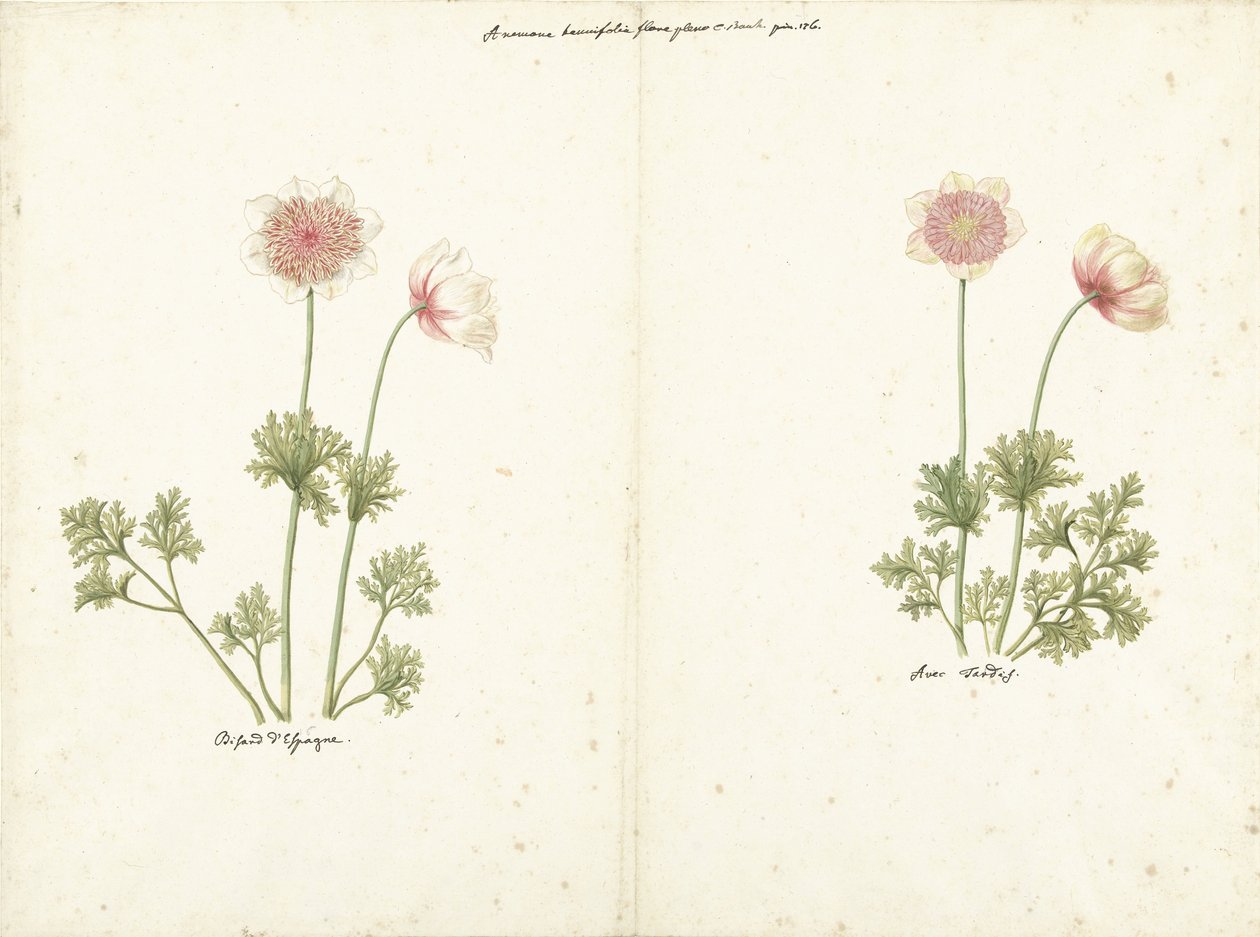Deux études d