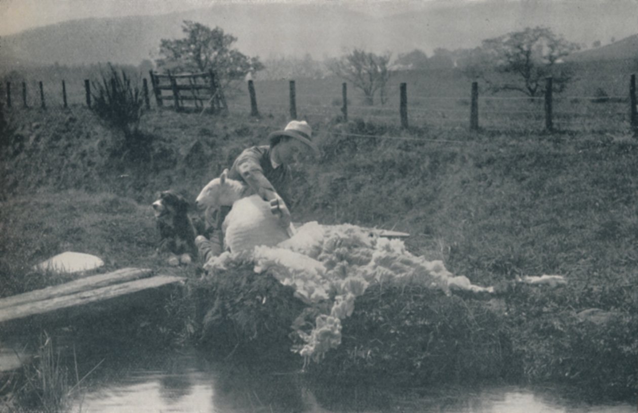Tonte des moutons, 1910 - C. Reid