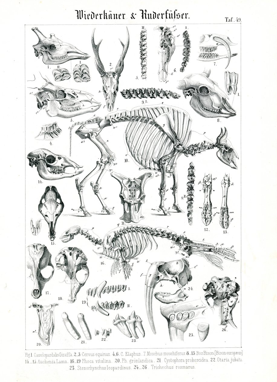 Illustration anatomique des ruminants et des pinnipèdes - C. Roth