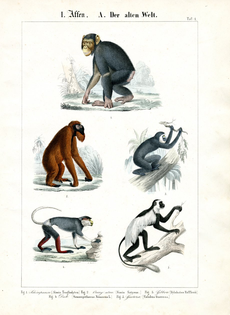 Singes de l