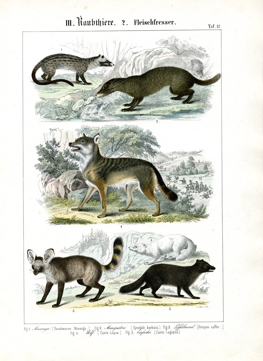 Carnivores de la famille des canidés et mustélidés - C. Roth