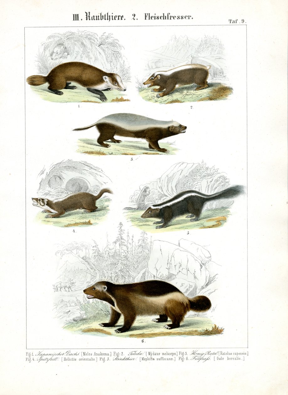 Carnivores mustélidés - C. Roth