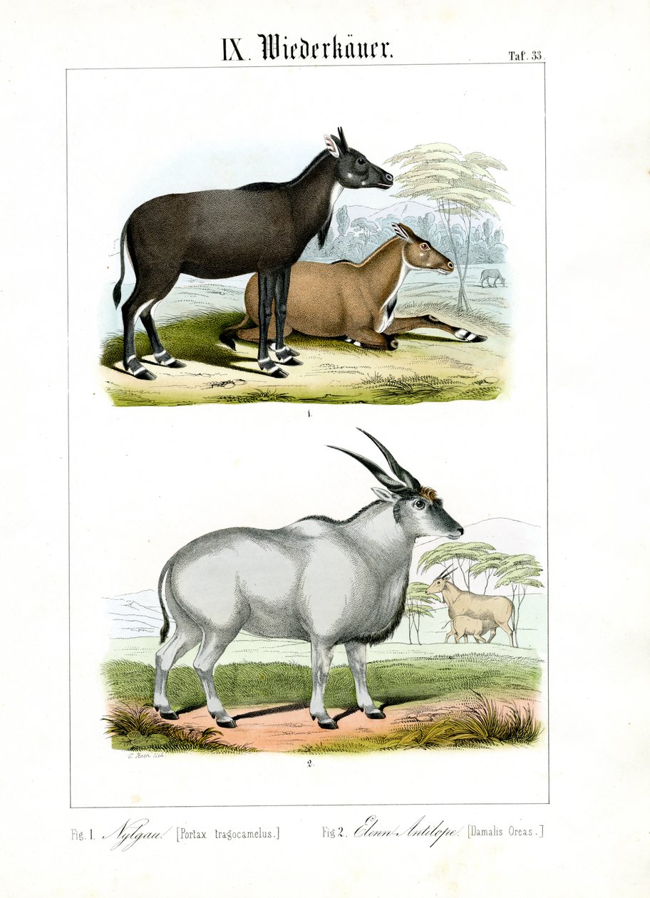 Antilope Nilgai et Eland - C. Roth
