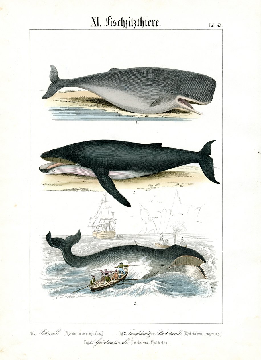 Cachalot, baleine à bosse et chasse à la baleine - C. Roth