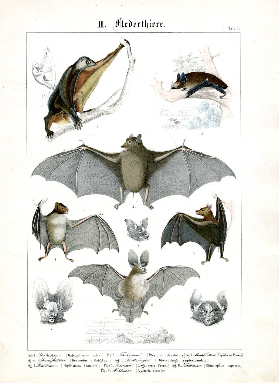 Diverses espèces de chauves-souris - C. Roth